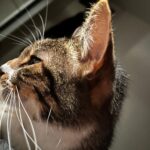 Close-up van een kat