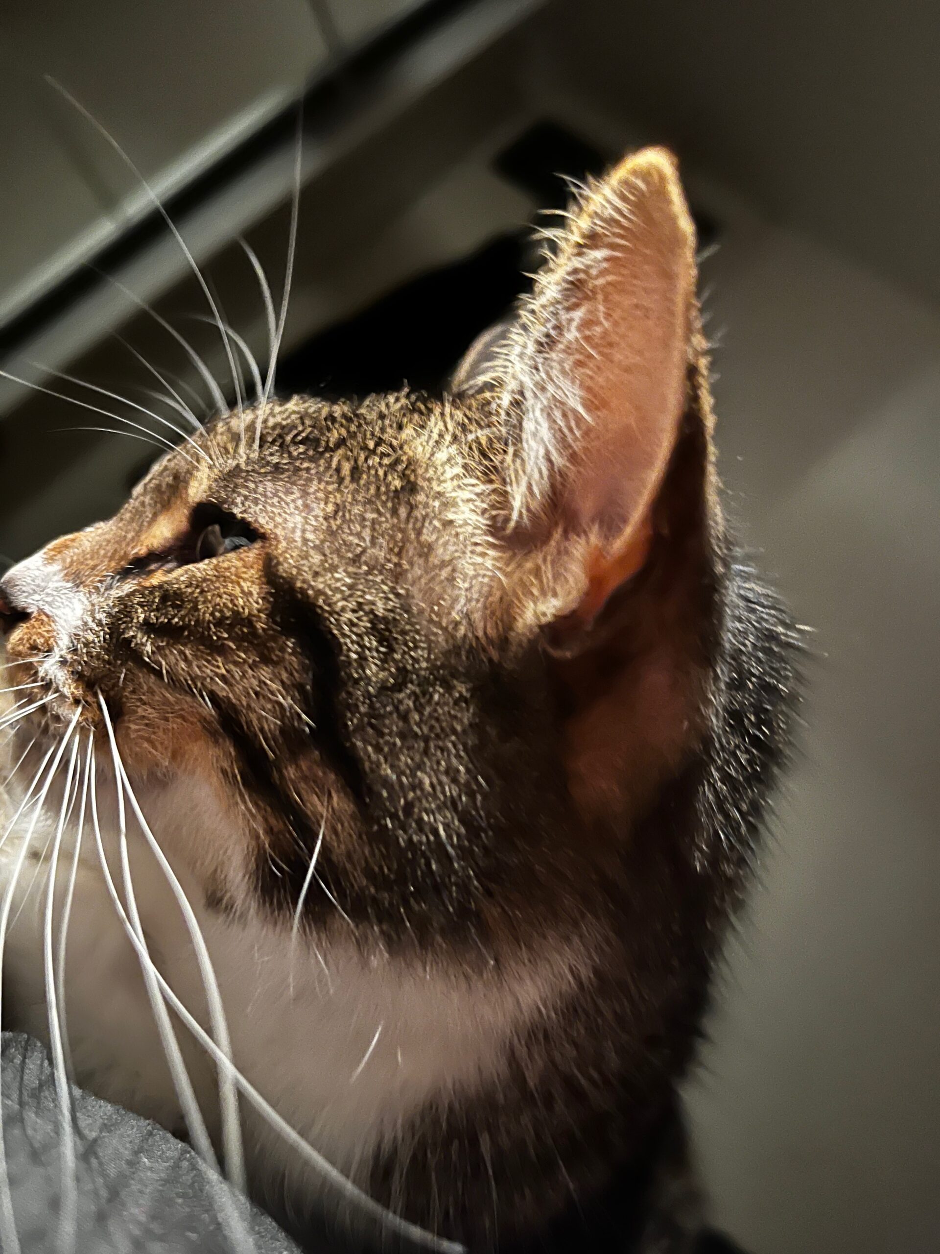 Close-up van een kat