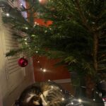 kerstboom