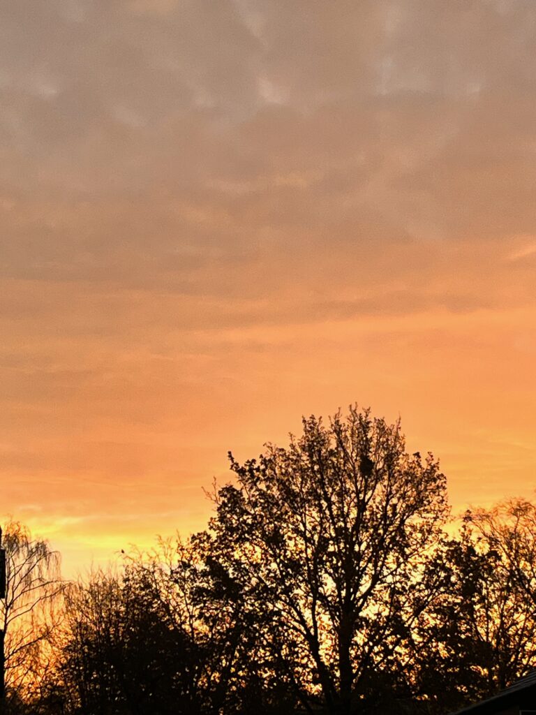 zonsondergang, oranje lucht en et silhouet van een boom