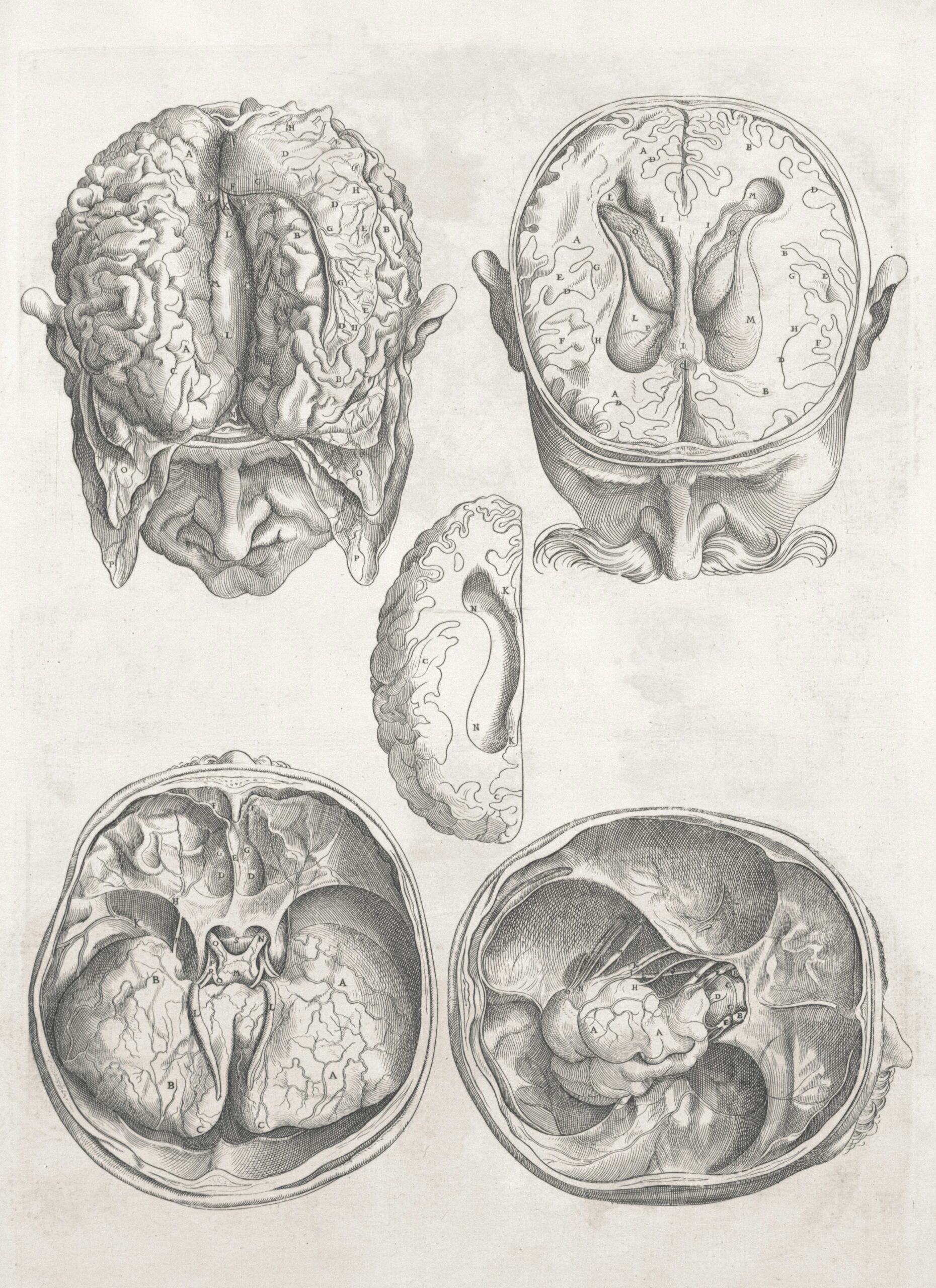 Medische illustratie van het brein