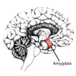 Schets van een Amygdala