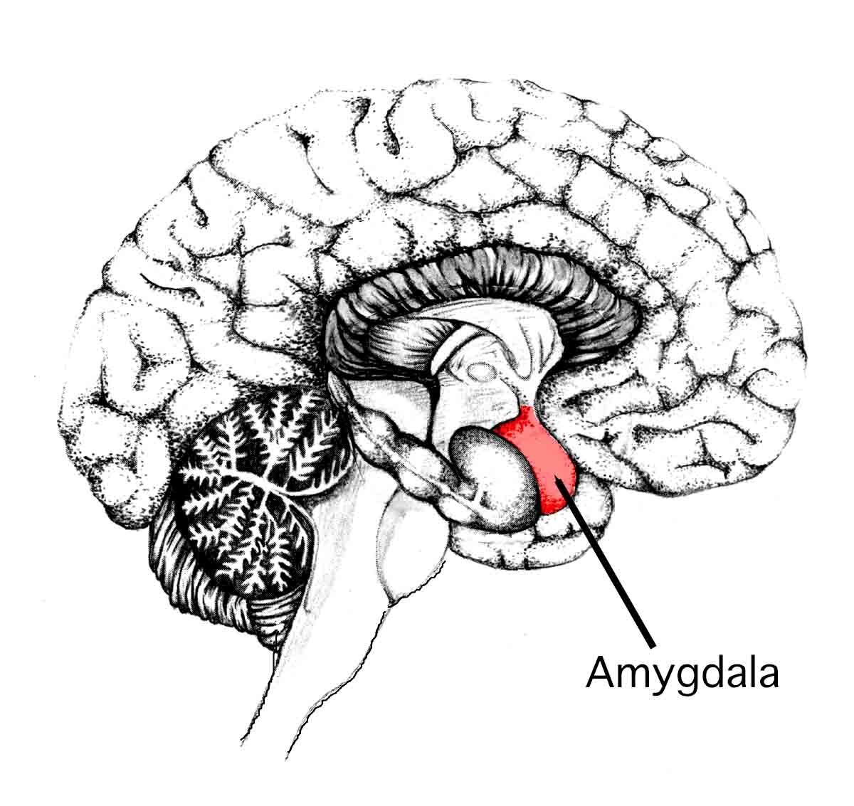 Schets van een Amygdala